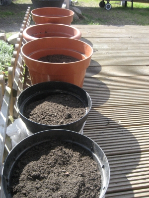 Gurken Im Garten Anbauen Gurkengerichte